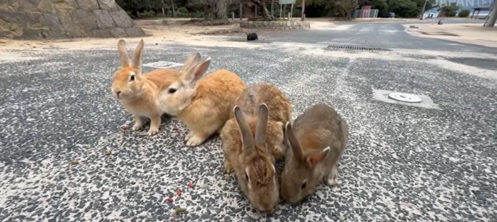 Embora existam teorias sobre o passado militar, a hipótese mais aceita é que a população atual começou com coelhos soltos por estudantes nos anos 1970. /Reprodução Youtube
