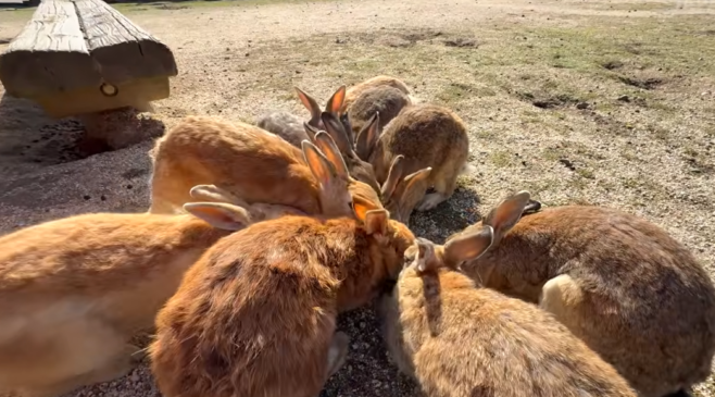 Recepção calorosa: ao desembarcar em Ōkunoshima, os visitantes são imediatamente cercados por centenas de coelhos curiosos e cheios de energia. /Reprodução Youtube