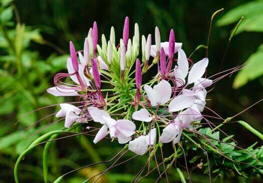 Flor-aranha (Cleome) A flor-aranha forma moitas altas e levemente translúcidas, com inflorescências de aparência exótica. Os estames longos explicam o nome e criam um efeito arejado, quase gráfico, quando plantada em grupo.