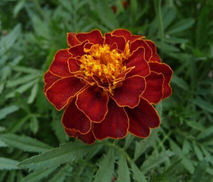 Cravo-de-defunto O cravo-de-defunto (tagetes) é um clássico para bordaduras. Germina rápido, cresce de maneira compacta e floresce sem parar em tons de amarelo, laranja e vermelho. Além do visual, chama atenção por exigir pouca manutenção e ter um aroma marcante.