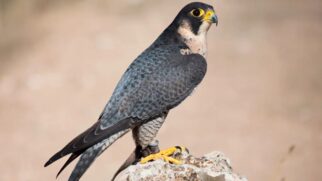 Falcão-peregrino pousado sobre uma rocha clara, exibindo sua plumagem cinza e peito claro barrado.