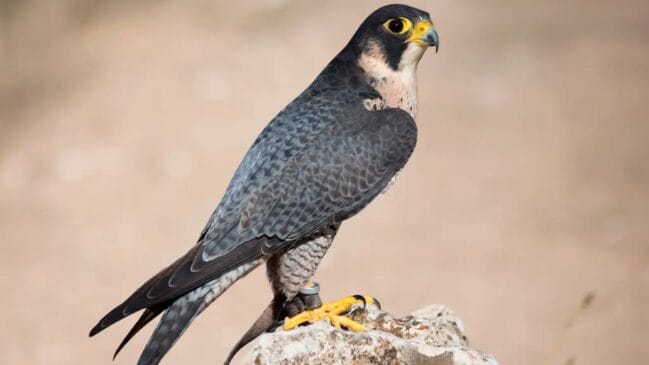 Falcão-peregrino pousado sobre uma rocha clara, exibindo sua plumagem cinza e peito claro barrado.
