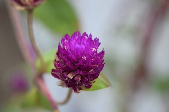 Gomphrena Conhecida também como amaranto-globo, essa flor forma pequenas inflorescências firmes e redondas que se mantêm por todo o verão. Ela aguenta bem calor e curtos períodos de seca – uma vantagem em varandas urbanas e locais mais quentes.