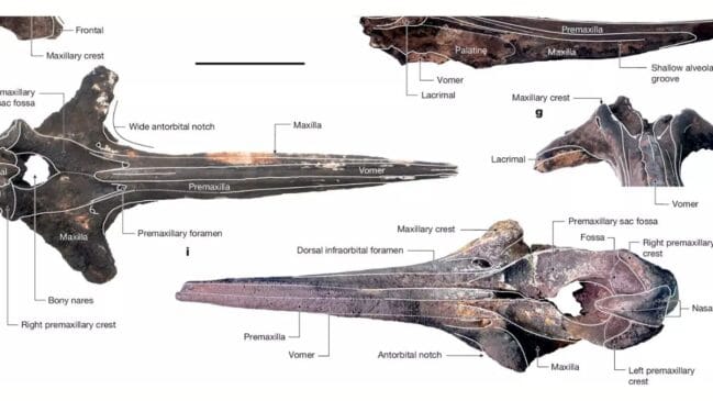 Cápsula do tempo: carcaças confinadas em um "funil" geológico permitiram a identificação e o batismo de três espécies de baleias pré-históricas já extintas. Reprodução/Nature