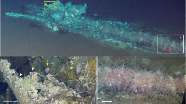 Arquitetura natural: cientistas descobriram que as anêmonas do mar preferem fixar nos ossos mais antigos, usando as estruturas fossilizadas como rochas. Reprodução/Nature