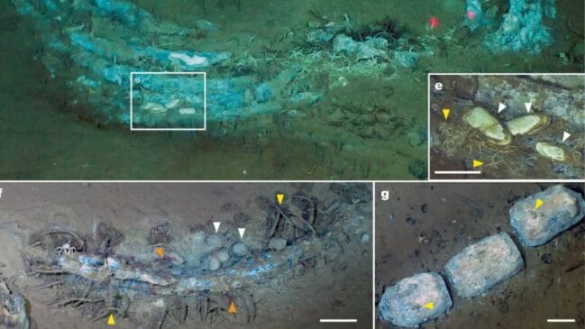 Metrópole no abismo: invertebrados como os ofiúros (parentes das estrelas-do-mar) colonizam o interior dos ossos para se alimentar da gordura armazenada. Reprodução/Nature