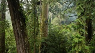 Descoberta surpreendente revelou a árvore mais alta do Leste Asiático e mostrou por que as florestas de Taiwan são tão valiosas para o planeta (Foto: Divulgação/Steven Pearce)