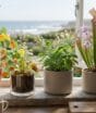 Adeus às moscas: conheça as plantas que afastam insetos e decoram a casa