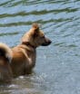 Amável, presente em todo lugar e companheiro: conheça a história do cachorro mais popular do Brasil