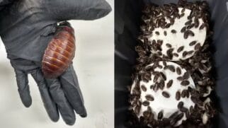 Insetos proibidos no país eram criados para alimentação de répteis e levantam alerta ambiental (Foto: Reprodução/ DCCEEW)