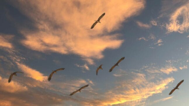 Aves voam mais de 10 mil km para chegar ao Brasil, mas podem não encontrar onde pousar