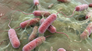 Esta imagem é uma representação visual científica e macroscópica de colônias da bactéria Pseudomonas aeruginosa. A visualização se assemelha a uma fotografia tirada com um microscópio eletrônico de varredura (SEM) de alta resolução e colorida artificialmente. Cena Principal: A imagem mostra vários microrganismos cilíndricos e em forma de bastonete, com uma textura superficial rugosa e granulada. Essas bactérias são coloridas em tons de rosa-avermelhado escuro, parecendo ligeiramente "peludas" ou pontiagudas devido à presença de minúsculas estruturas chamadas pili. De cada um dos microrganismos principais, estende-se uma única estrutura longa, fina e flexível (um flagelo), que se assemelha a uma pequena cauda ou filamento avermelhado. O Ambiente: As bactérias não estão isoladas. Elas estão imersas em uma matriz biológica complexa, um "tapete" orgânico texturizado e irregular, de cor verde-oliva e amarelada, que parece viscoso e úmido. Esta matriz, conhecida como biofilme, envolve os microrganismos e cria uma sensação de profundidade e substância biológica, com fios translúcidos e teias de EPS (substância polimérica extracelular) conectando as células. Foco e Profundidade: A composição foca intensamente nos microrganismos no centro do quadro, que estão em nitidez cristalina, permitindo ver os detalhes microscópicos de suas superfícies. O fundo e a matriz biológica mais distante ficam suavemente desfocados, o que destaca os organismos centrais e cria uma profundidade de campo que torna a cena tridimensional. A luz na imagem é suave e focada, acentuando as texturas rugosas dos bastonetes avermelhados e o aspecto úmido e gelatinoso da matriz verde e translúcida que os rodeia.
