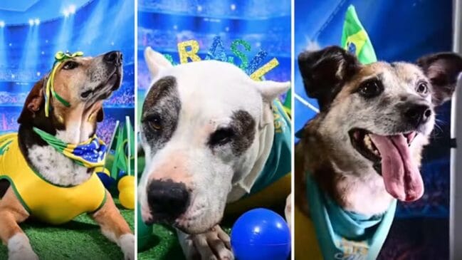 O que Neydog Jr., Cãosemiro e Vini Dog Jr. têm em comum? Todos procuram uma família
