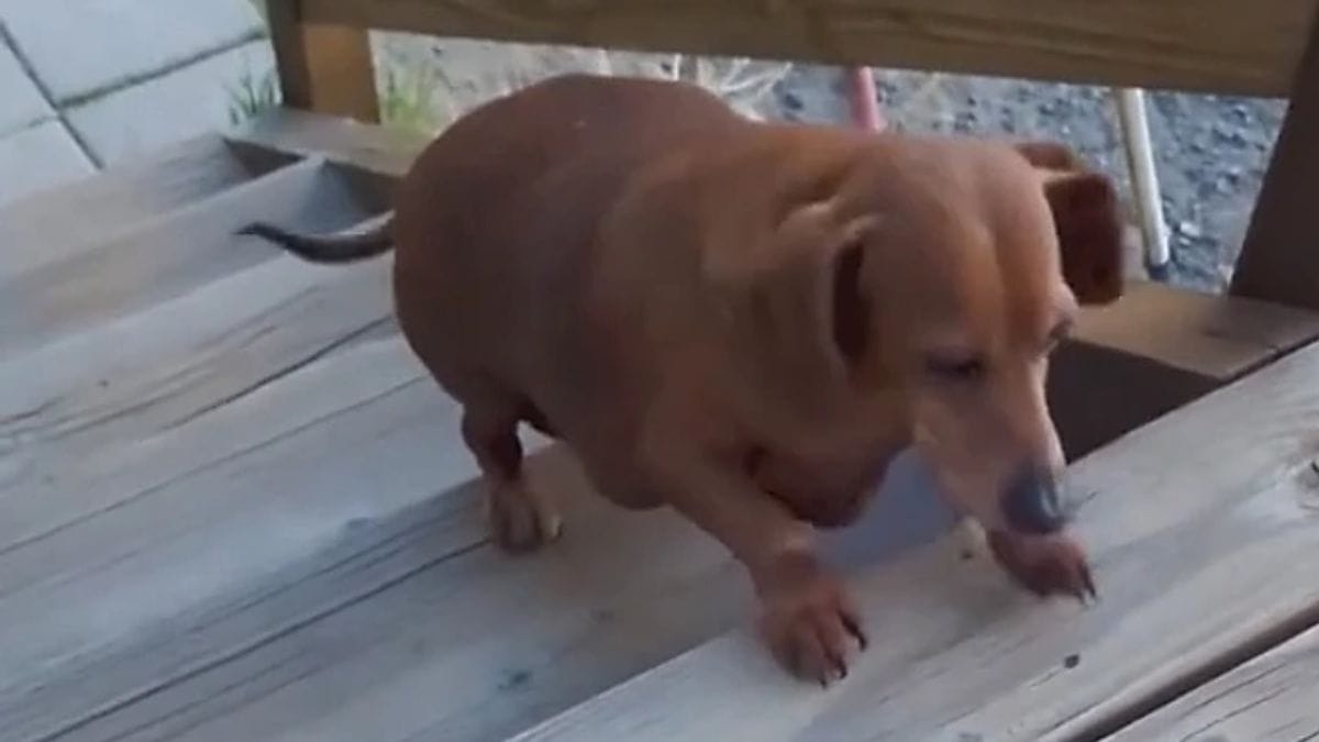 Imagem da cadelinha Daisy, que sofria de sobrepeso