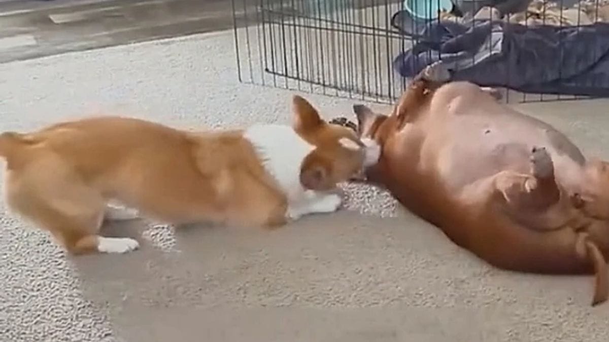 Imagem da cadelinha Daisy, que sofria de sobrepeso