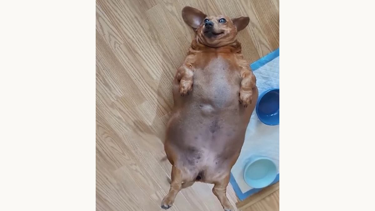 Imagem da cadelinha Daisy, que sofria de sobrepeso