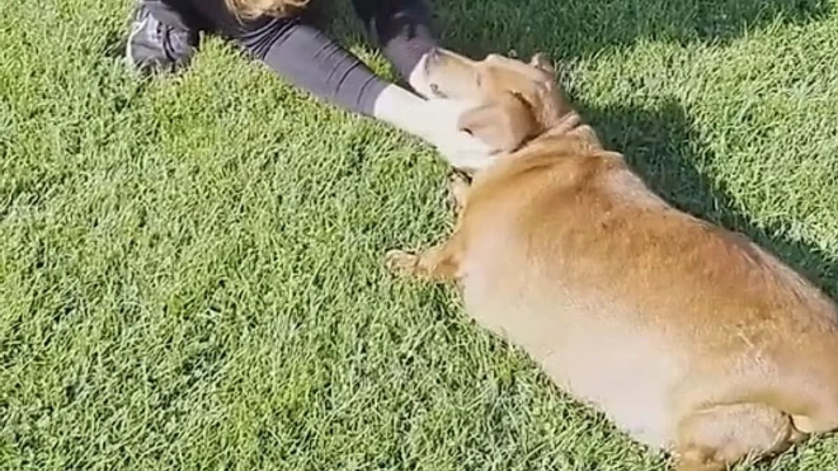 Imagem da cadelinha Daisy, que sofria de sobrepeso