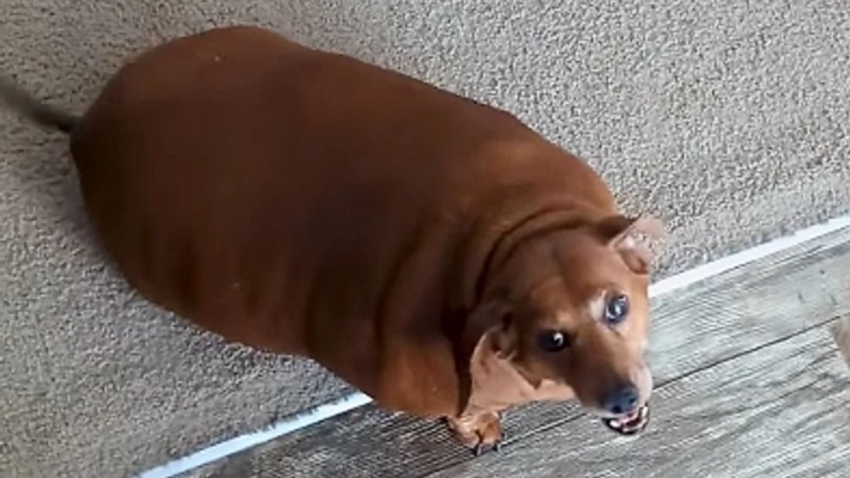 Imagem da cadelinha Daisy, que sofria de sobrepeso