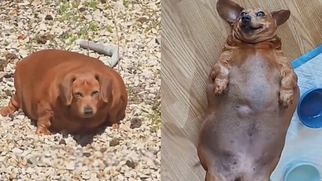 Imagem da cadelinha Daisy, que sofria de sobrepeso