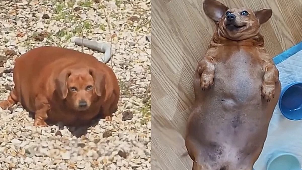 Imagem da cadelinha Daisy, que sofria de sobrepeso