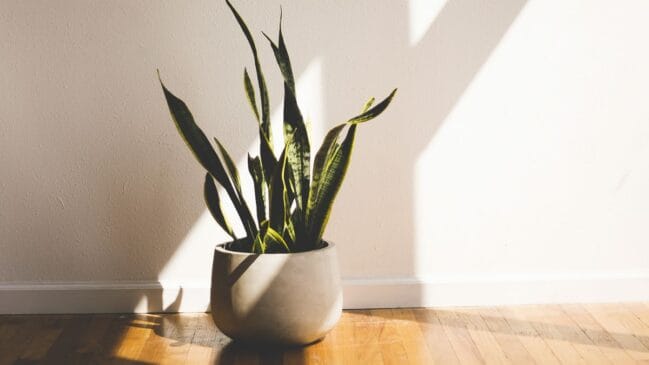 Sem varanda ou quintal? Como criar um ‘cantinho do Sol’ no meio do apartamento