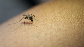 Mistura de odores, CO2 e até hábitos diários pode explicar por que certas pessoas são mais picadas por mosquitos (Foto: Freepik)