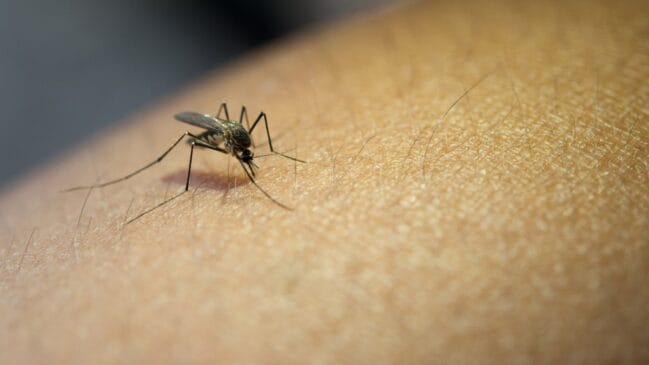 Mistura de odores, CO2 e até hábitos diários pode explicar por que certas pessoas são mais picadas por mosquitos (Foto: Freepik)