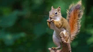 Pesquisadores descobriram que esquilos-do-ártico aproveitavam carcaças de grandes animais para sobreviver ao frio extremo (Foto: Freepik)