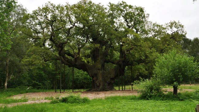 O carvalho Major Oak, localizado na icônica Floresta de Sherwood, em Nottinghamshire, na Inglaterra.