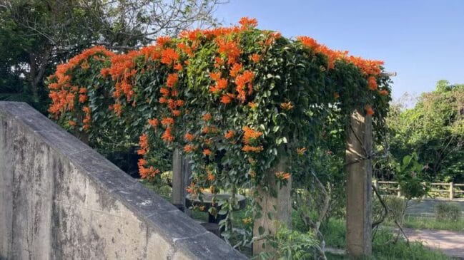 Trepadeira pouco conhecida transforma os muros da casa com uma cascata de flores laranja perfeita no inverno