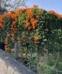 Trepadeira pouco conhecida transforma os muros da casa com uma cascata de flores laranja perfeita no inverno
