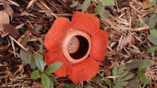 Encontrada em poucas florestas da Indonésia, a Rafflesia arnoldii é rara, gigante e depende do mau cheiro para sobreviver (Foto: Wikipedia / Steve Cornish / CreativeCommons)