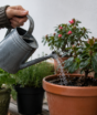 Erro na rega durante o frio apodrece as plantas: três cuidados podem salvar o seu jardim no inverno