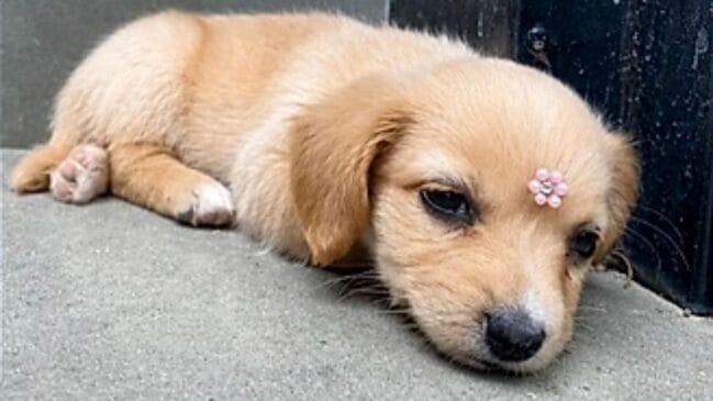 Filhote de cachorro que parecia ser da raça Golden Retriever