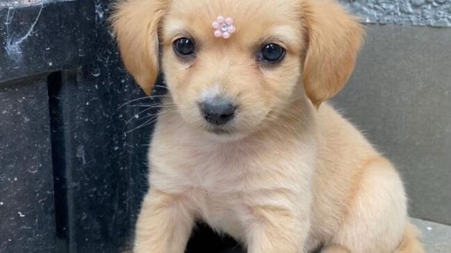 Filhote de cachorro que parecia ser da raça Golden Retriever
