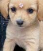 Família adota ‘filhote de Golden Retriever’ e descobre ser ‘versão da Shopee’