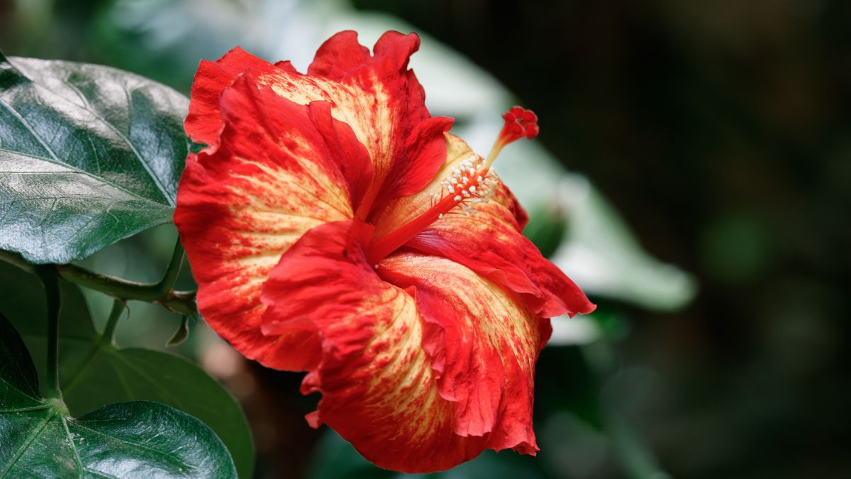 Flor de hibisco em meio a natureza