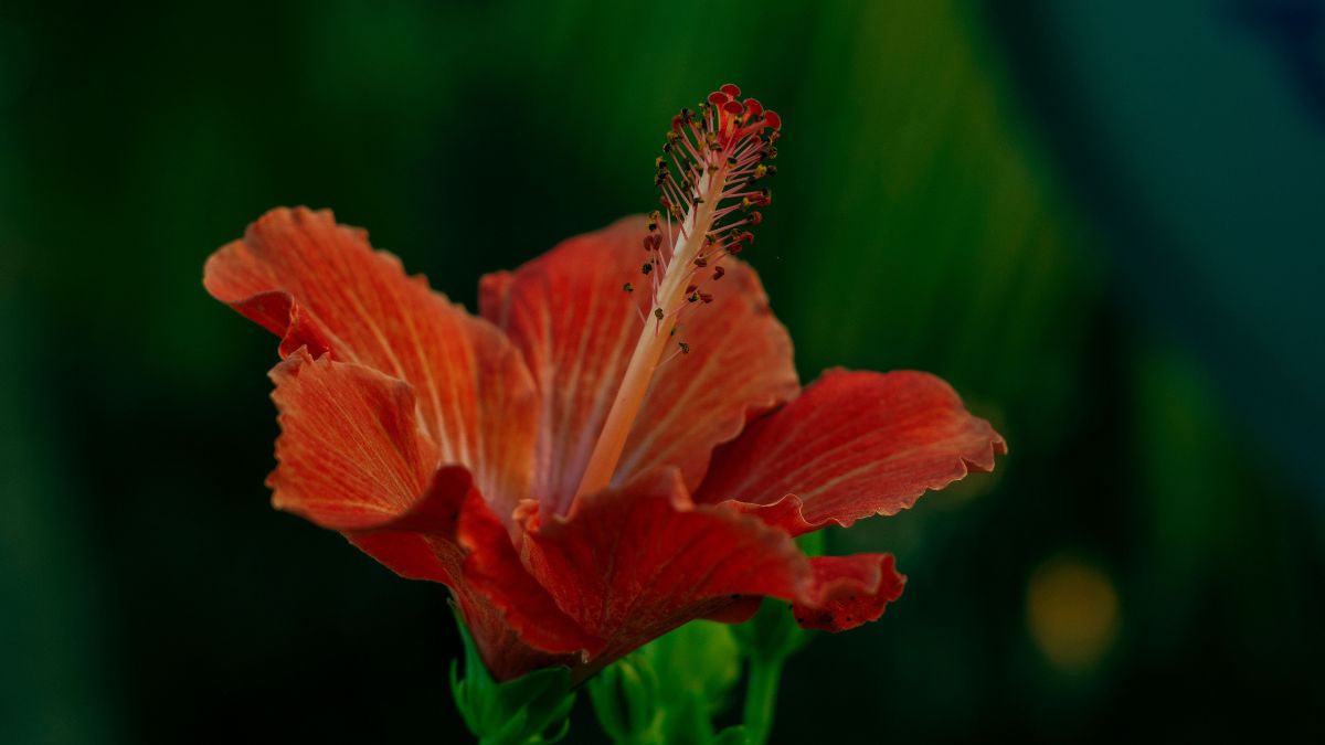 Flor de hibisco em meio a natureza