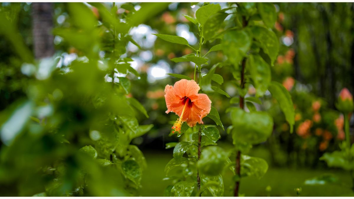 Flor de hibisco em meio a natureza