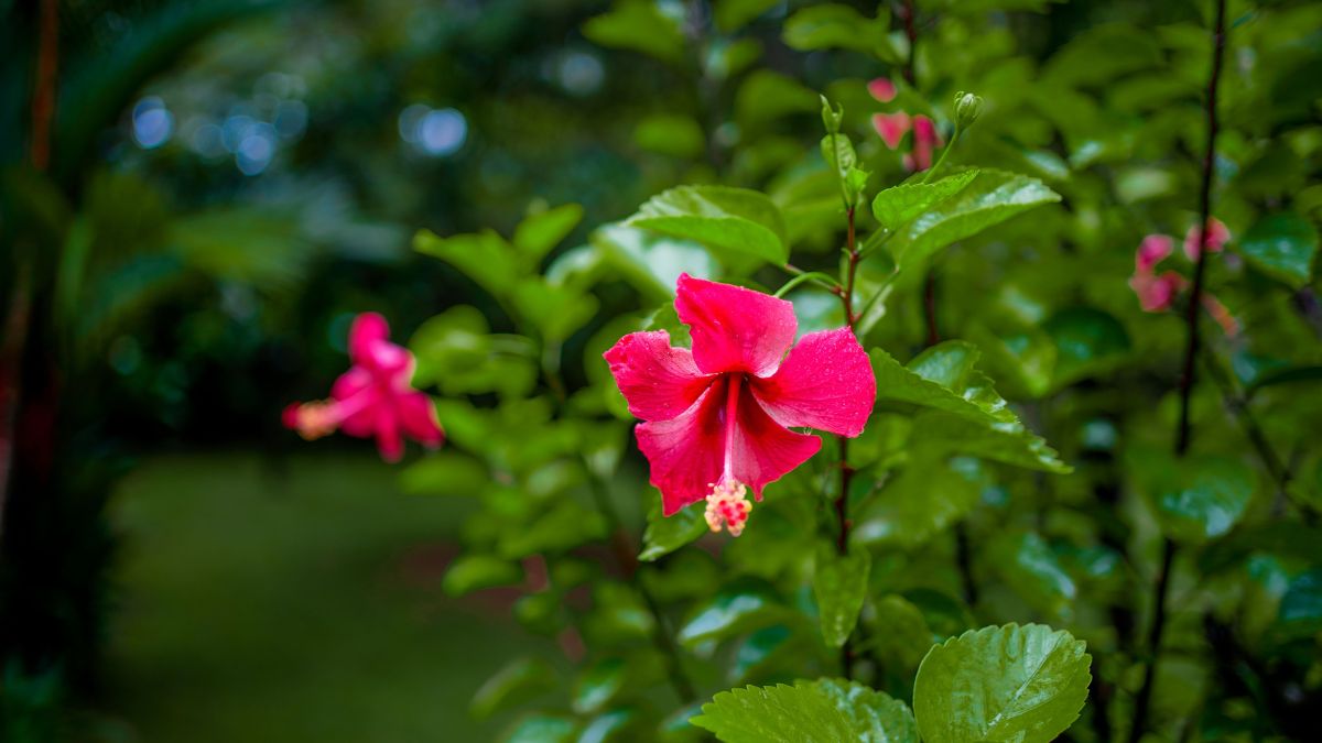 Flor de hibisco em meio a natureza