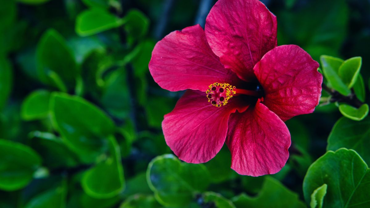 Flor de hibisco em meio a natureza