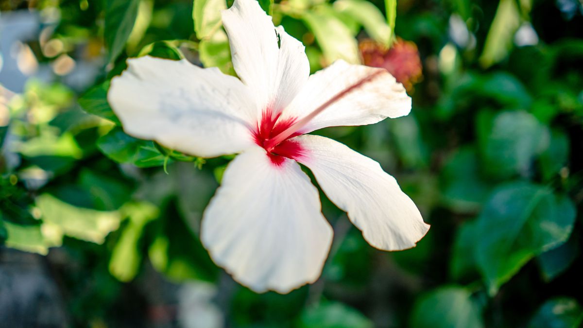 Flor de hibisco em meio a natureza
