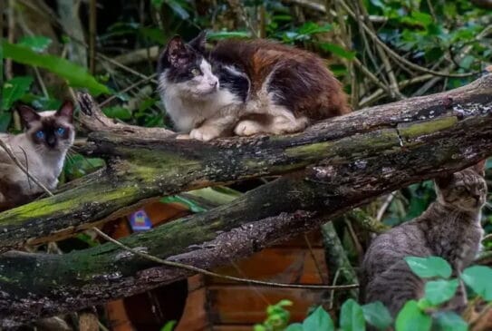 O local ficou conhecido como "Ilha dos Gatos" e hoje abriga uma superpopulação estimada entre 400 e mais de 700 felinos abandonados.