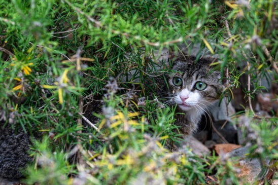 Por serem predadores naturais, os gatos caçam aves, pequenos répteis e outros animais da fauna local, provocando alterações no equilíbrio ecológico da ilha.