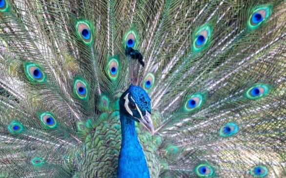 Por outro lado, os defensores dos animais enxergam os pavões como parte indissociável da identidade e do charme local