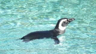 Este caso marcará oficialmente o início da temporada de ocorrência de pinguins-de-magalhães na costa brasileira, que geralmente aumenta durante os meses mais frios do ano.