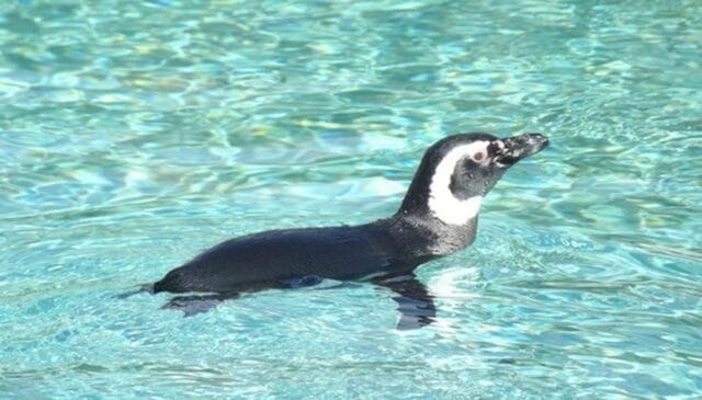 Este caso marcará oficialmente o início da temporada de ocorrência de pinguins-de-magalhães na costa brasileira, que geralmente aumenta durante os meses mais frios do ano.