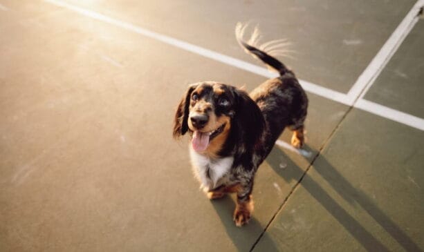 Conheça o cachorro “mofado” que viralizou no TikTok e se tornou uma das raças mais desejadas do momento