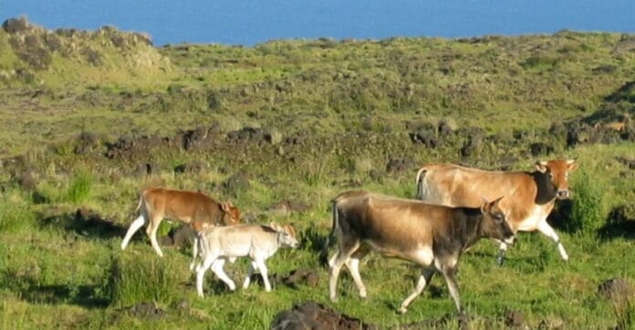Embora os bovinos representassem um caso raro de adaptação e sobrevivência, eles também causavam danos severos ao ecossistema local