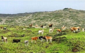 Em 1871, cinco vacas foram deixadas na isolada Ilha de Amsterdã, um território francês perdido no sul do Oceano Índico.